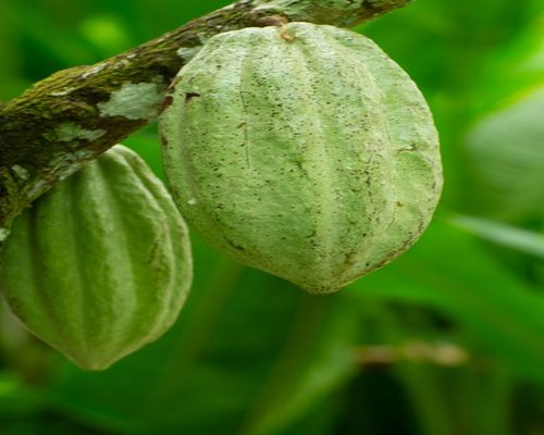 Lush green cacao plantation in Alta Verapaz