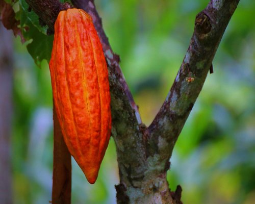 Farmers harvesting fresh cacao pods in Suchitepequez